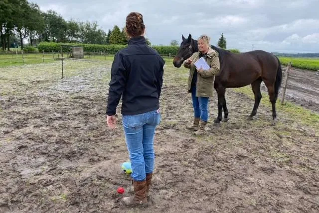Vrouwen interactief met paard in weiland