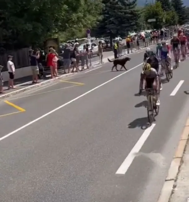 Video: Dog causes Yves Lampaert and Steven Kruijswijk to crash