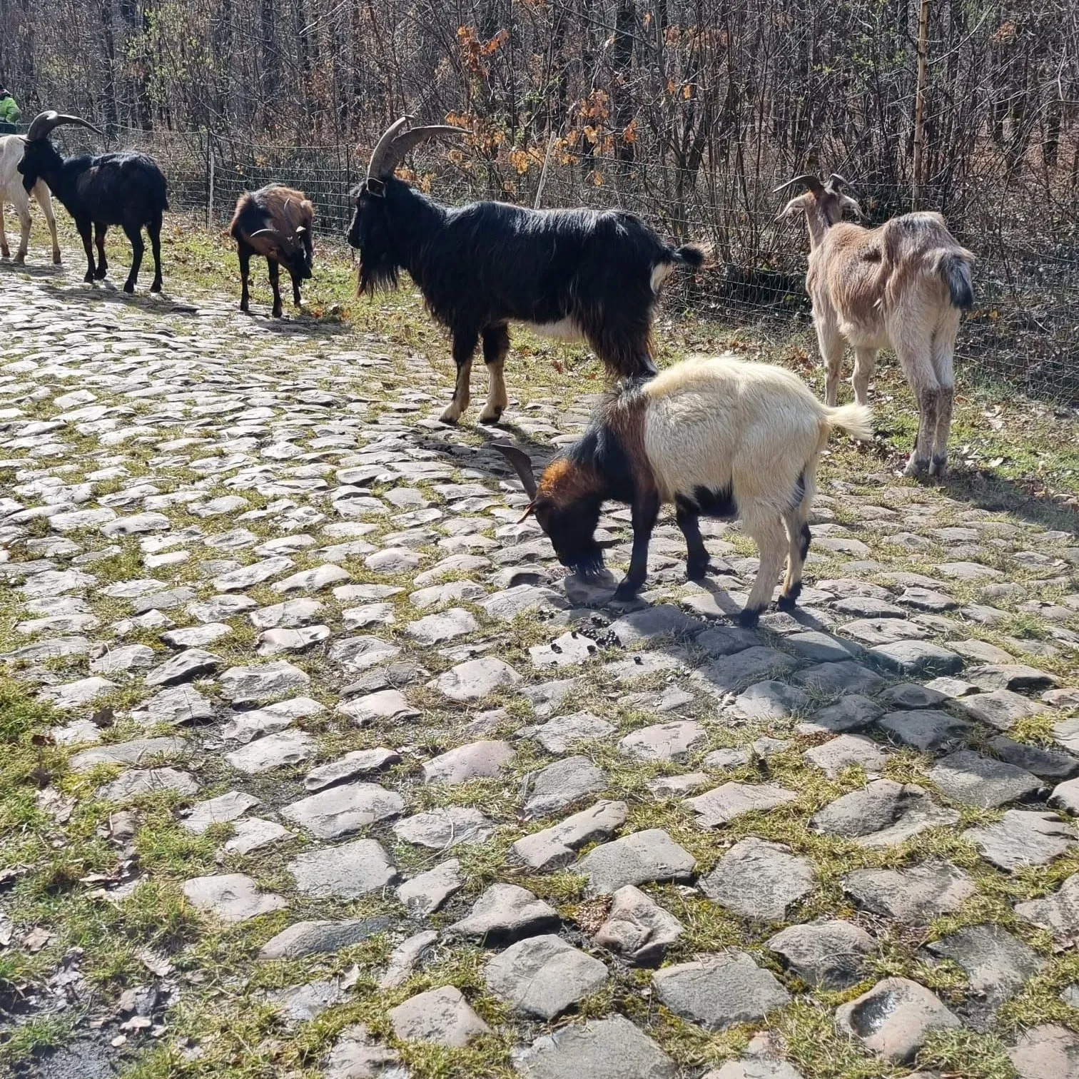 Paris-Roubaix uses 40 goats to clear Trouée d'Arenberg cobbles