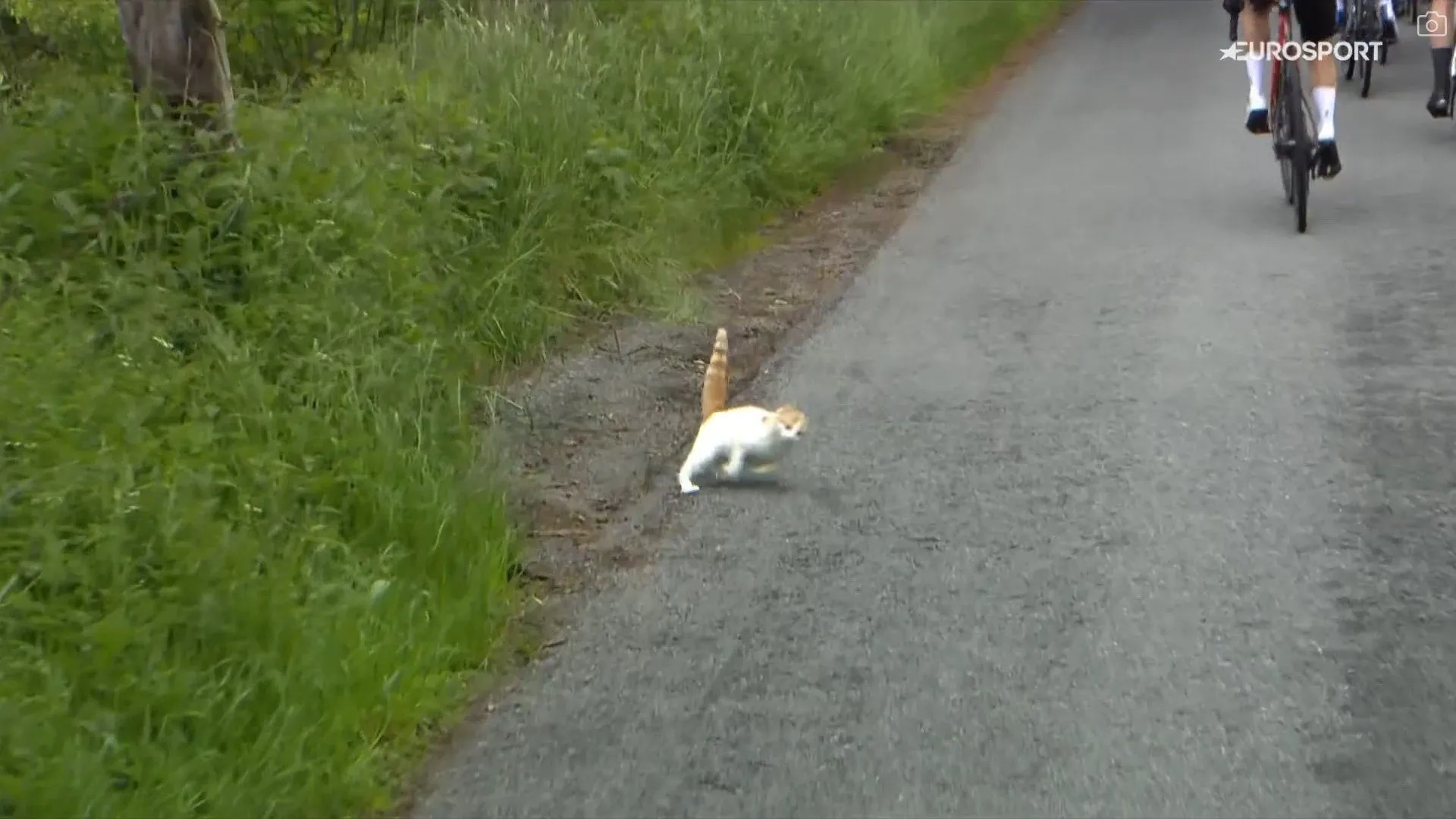 VIDEO: Rogue cat almost wipes out riders at the 2024 Criterium du Dauphine