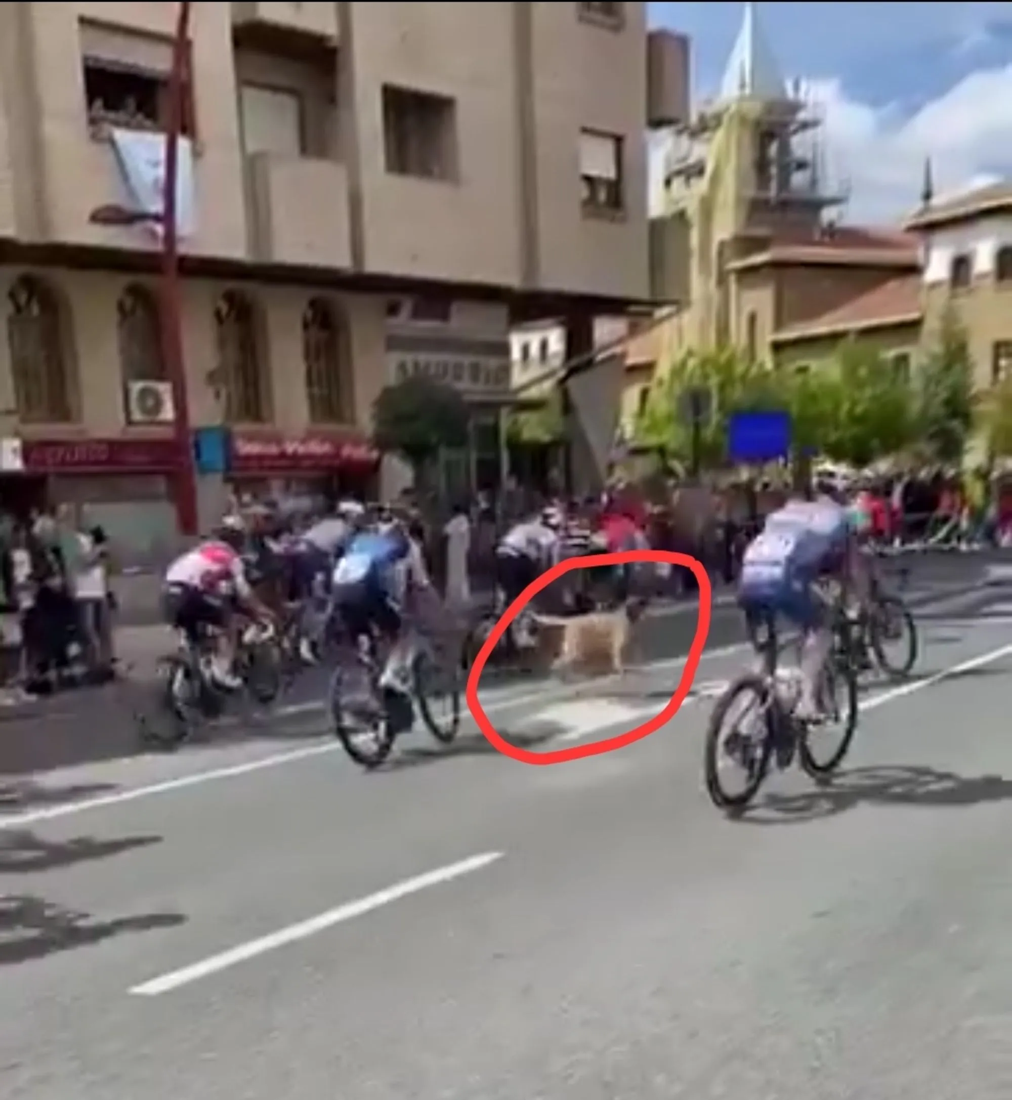 VÍDEO: Cão à solta quase provoca grande queda no pelotão da Volta a Espanha