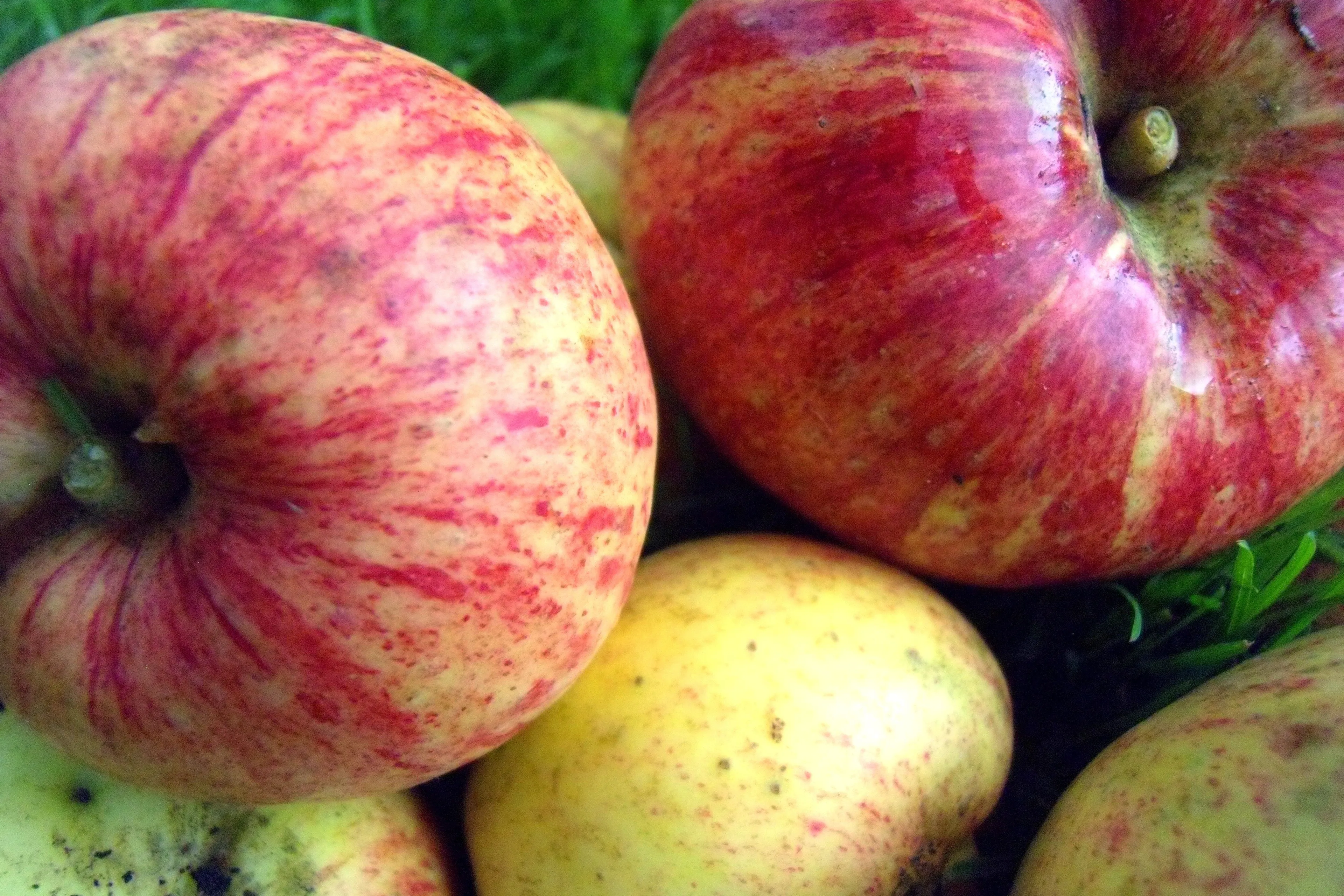 appels