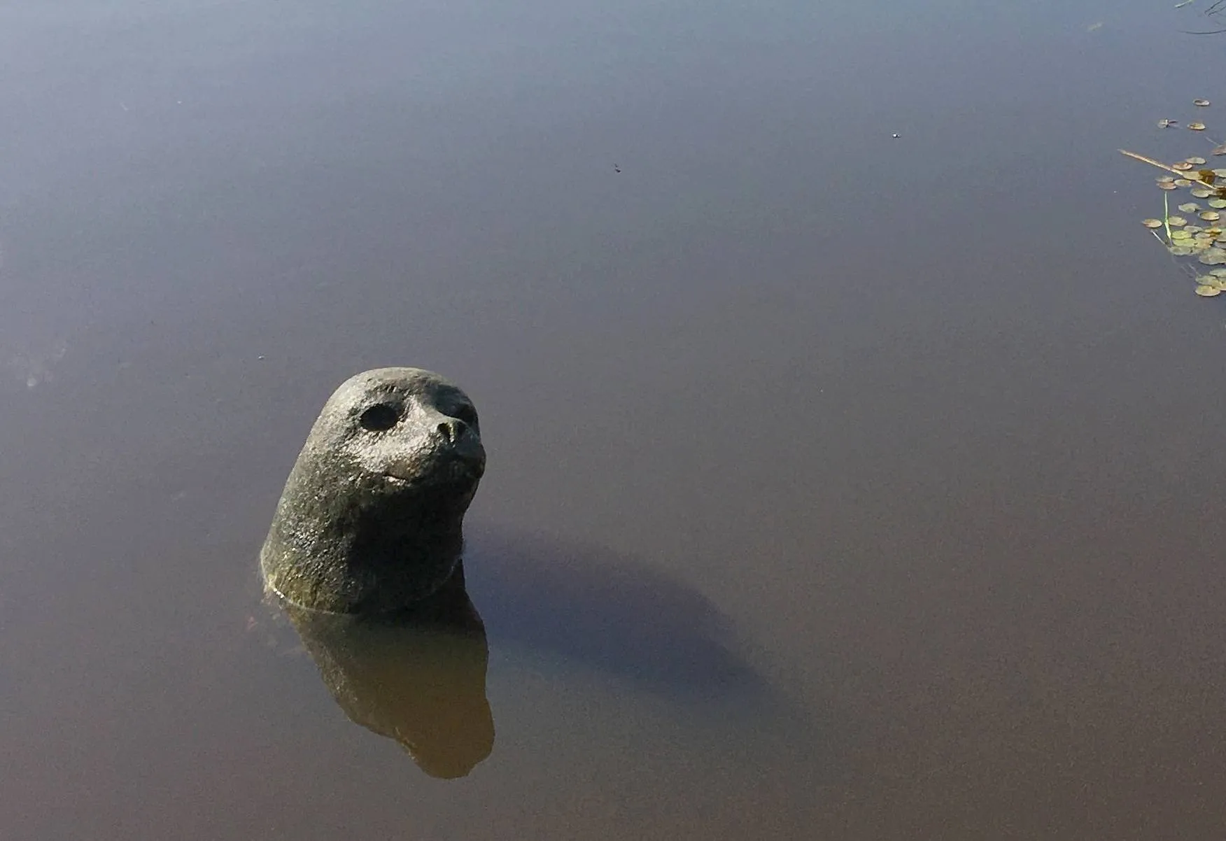 de wijk reest zeehondkunst klein