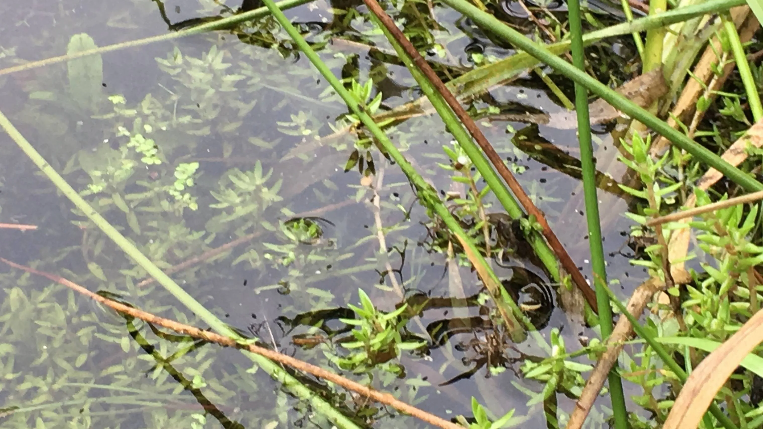 dwingederbeld watercrassula vergroot