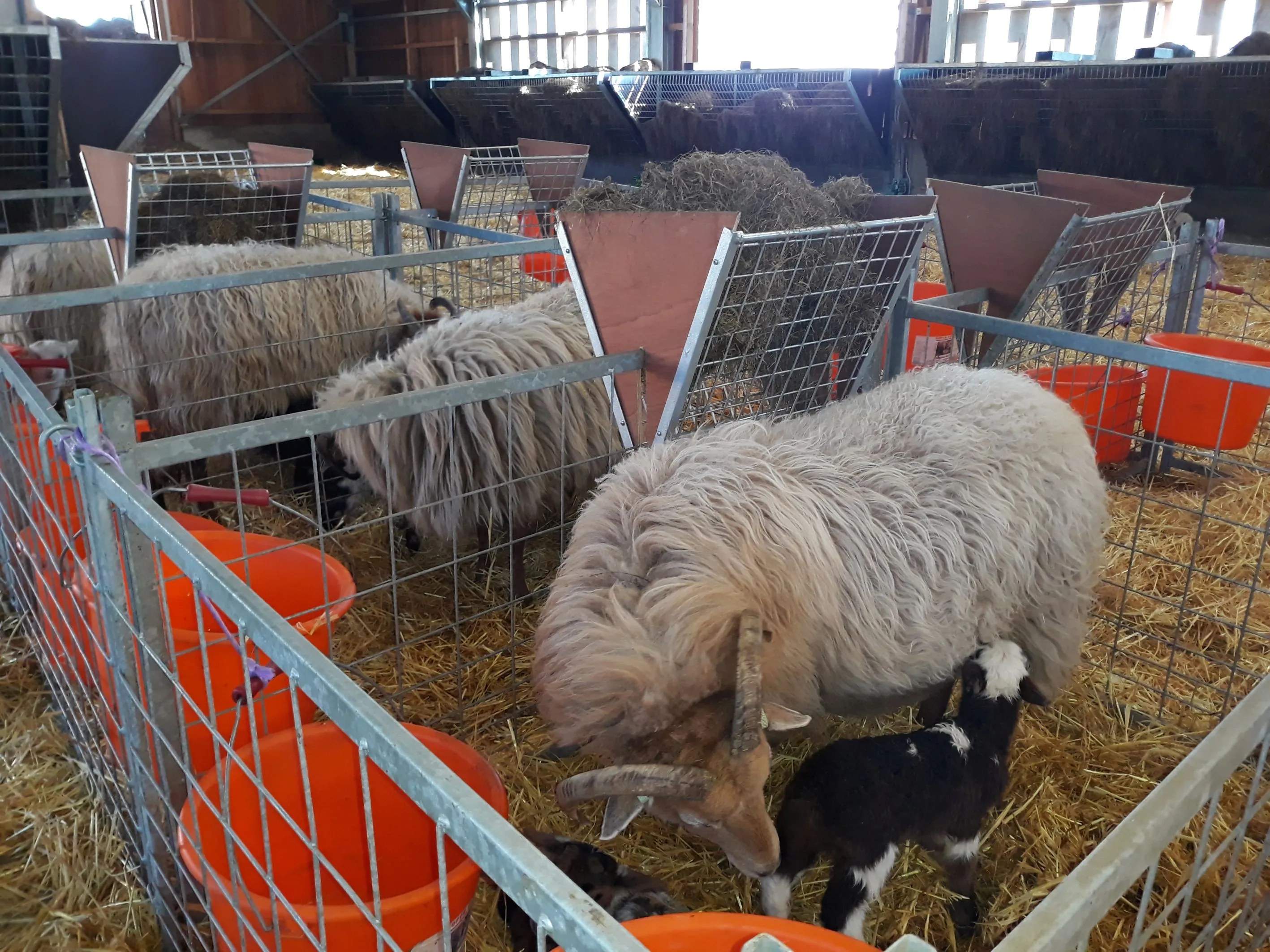 lammertijd ruinen
