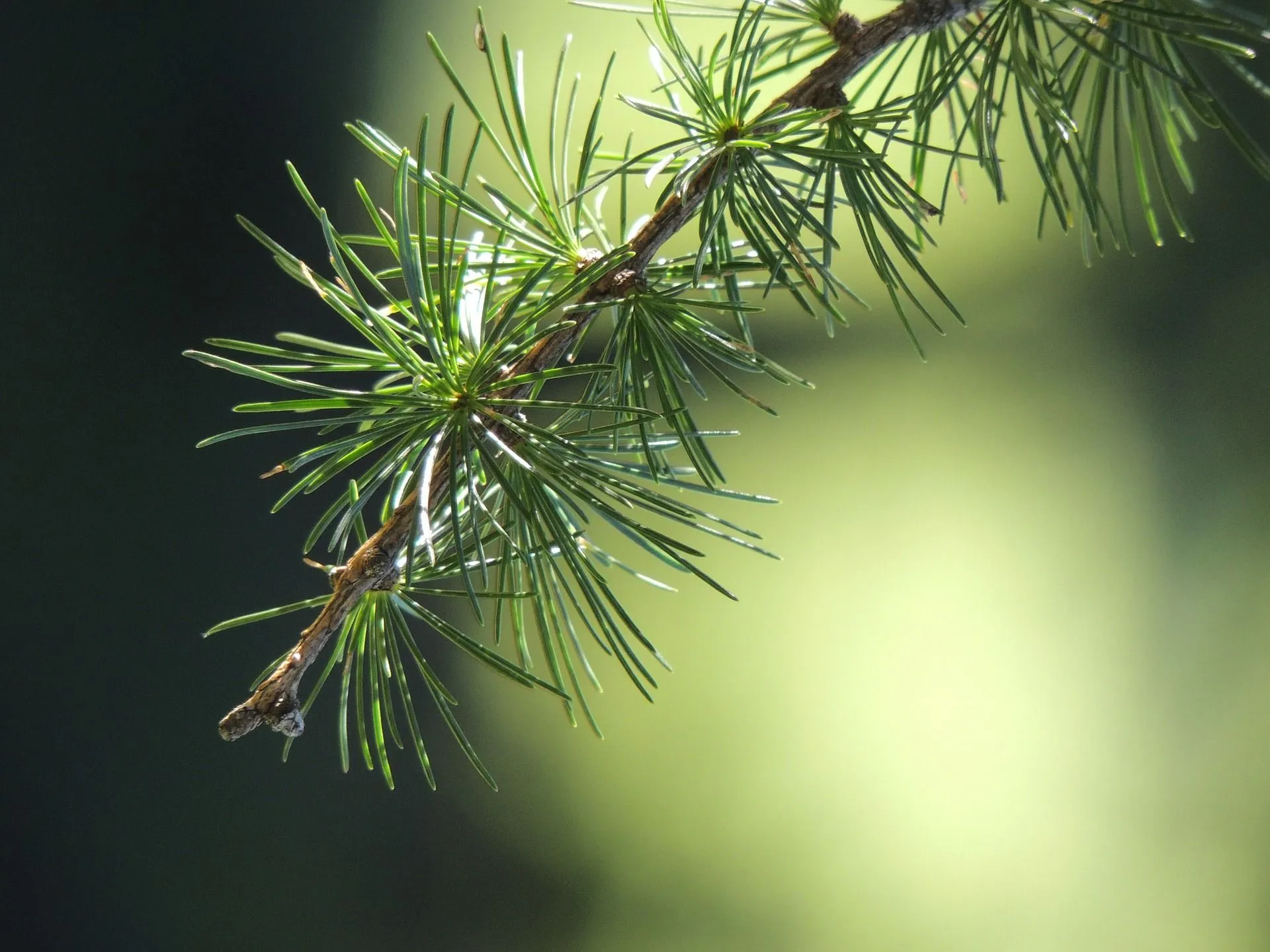 larch 56567 1920
