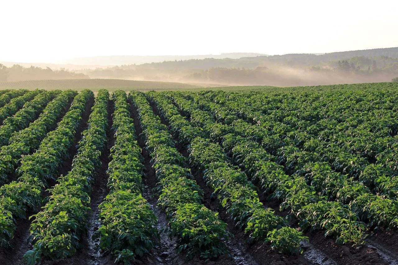 pixabay potato field 4357002 1280