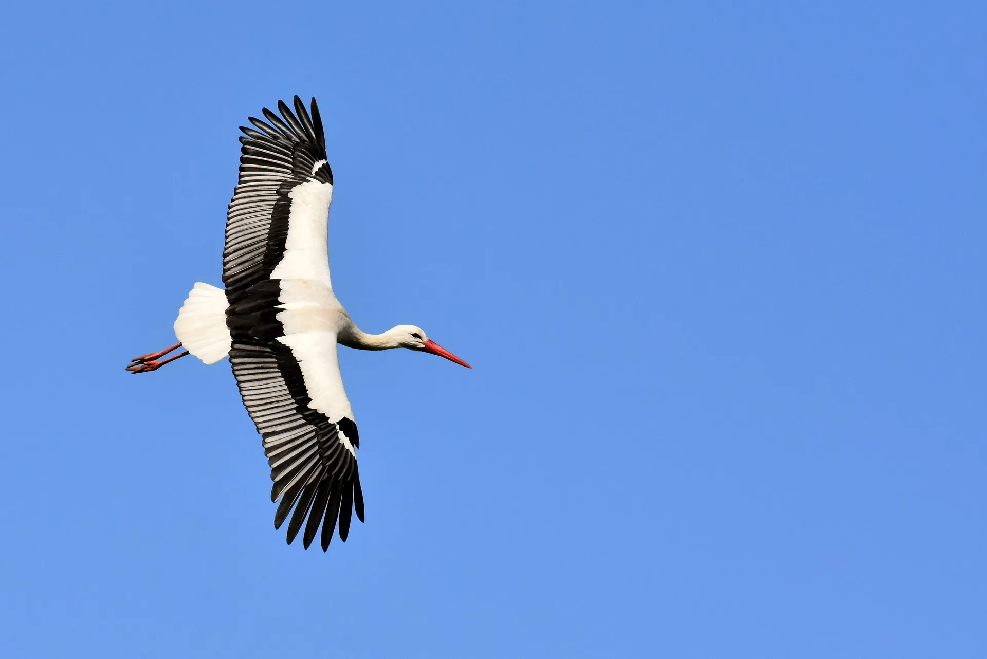 Grootste groep ooievaars bij ooievaarsstation De Lokkerij geteld, ondanks de gevolgen van vogelgriep