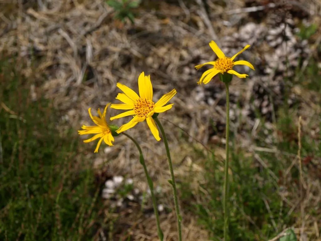 Landschapsbeheer Drenthe in actie voor heischrale graslanden