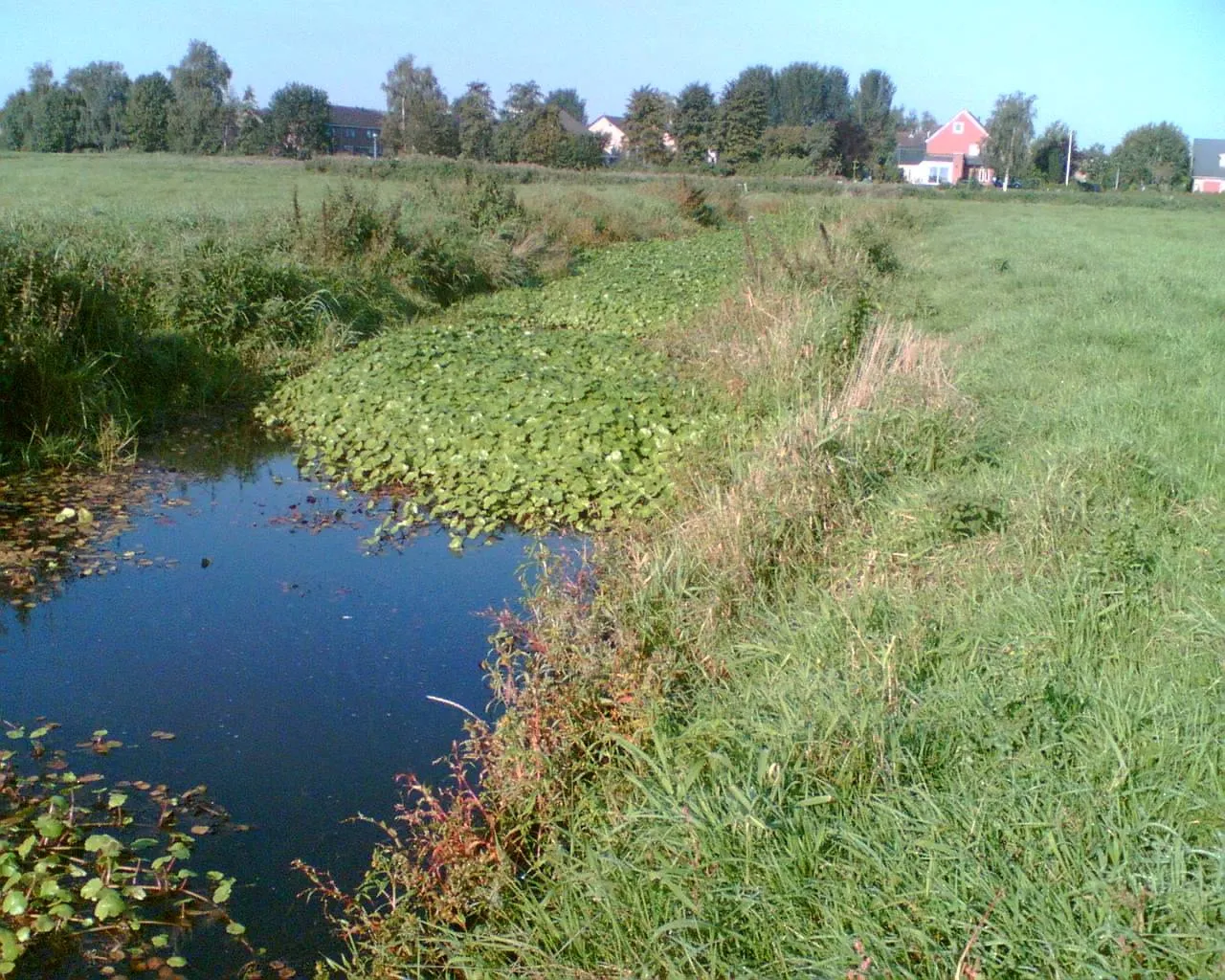 wdod grote waternavel stockfoto