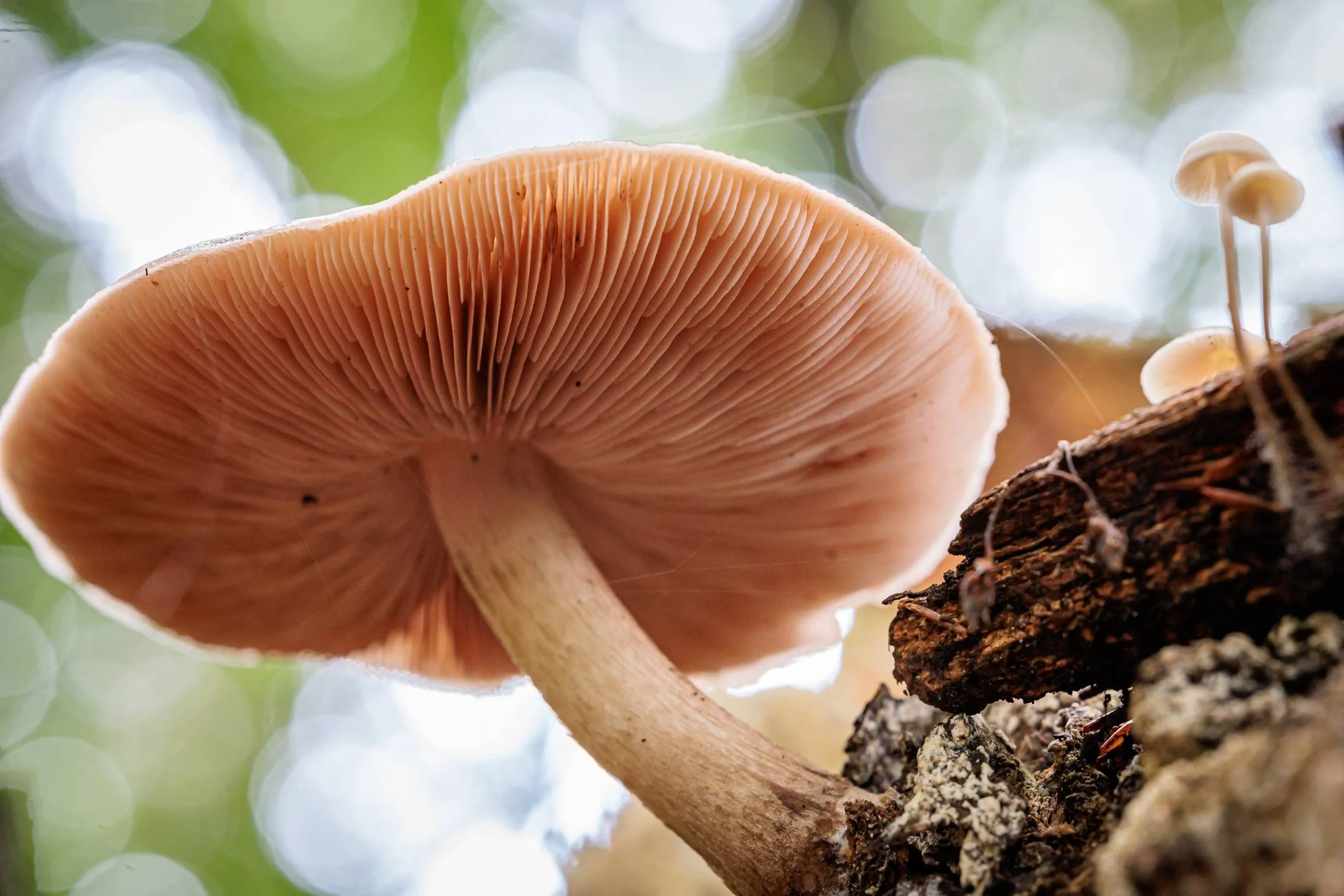 wheem paddenstoel gonny sleurink