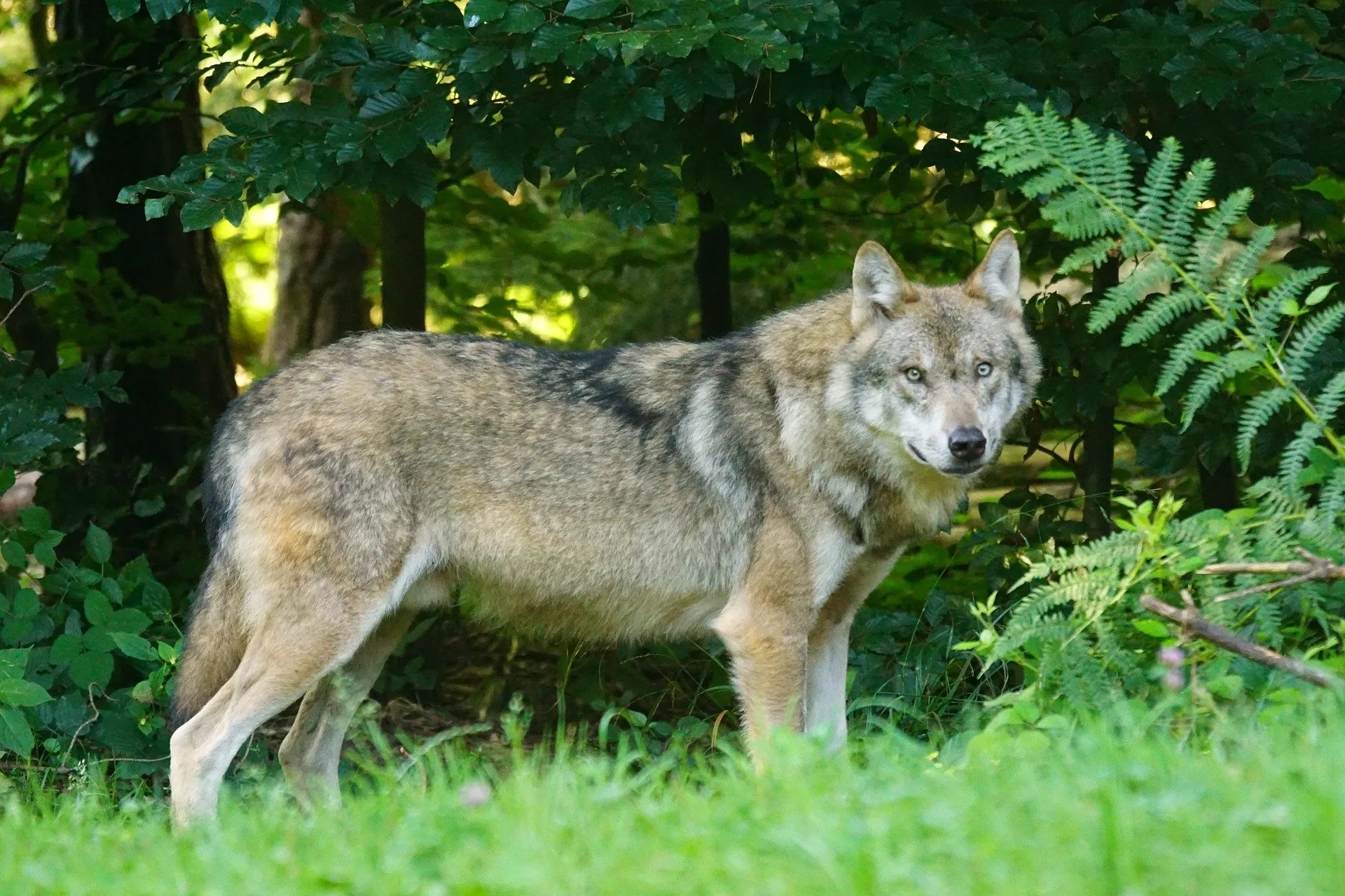 wolf g6a2ceb146 1920