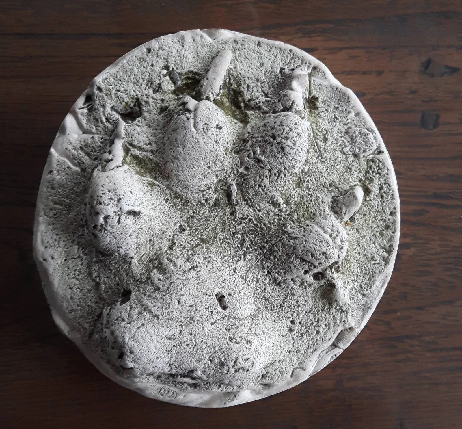 zui 1 pootafsdruk in gips van jonge wolf foto datema