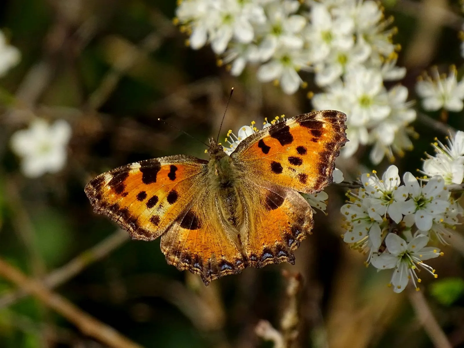 zuidwolde grote vos was dit jaar al enkele keren in de vlindertuin
