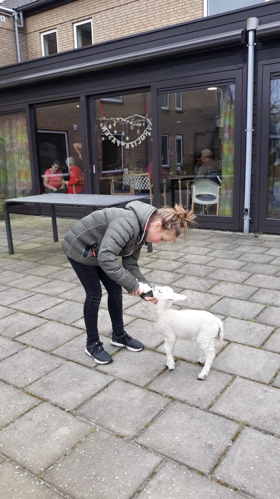 zzwd ruinen lammetje1