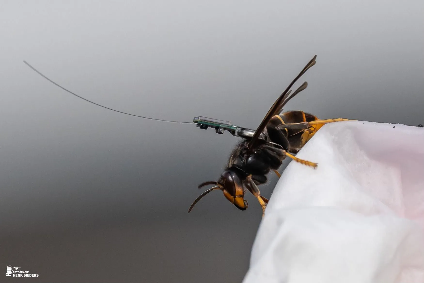 Aziatische Hoornaar komt er weer aan, hoe aan te pakken?