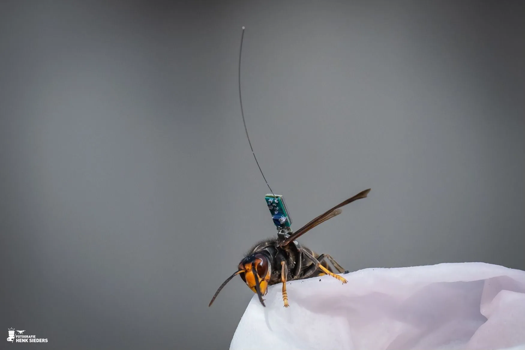 Nest van Aziatische Hoornaar in Zuidwolde vernietigd