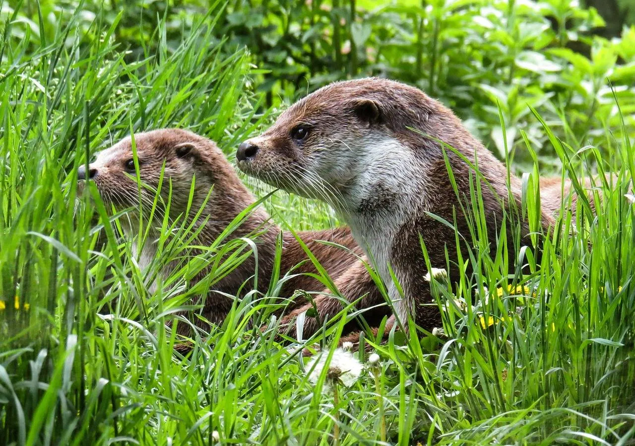 pixabay otter 779458 1280 foto garten gg