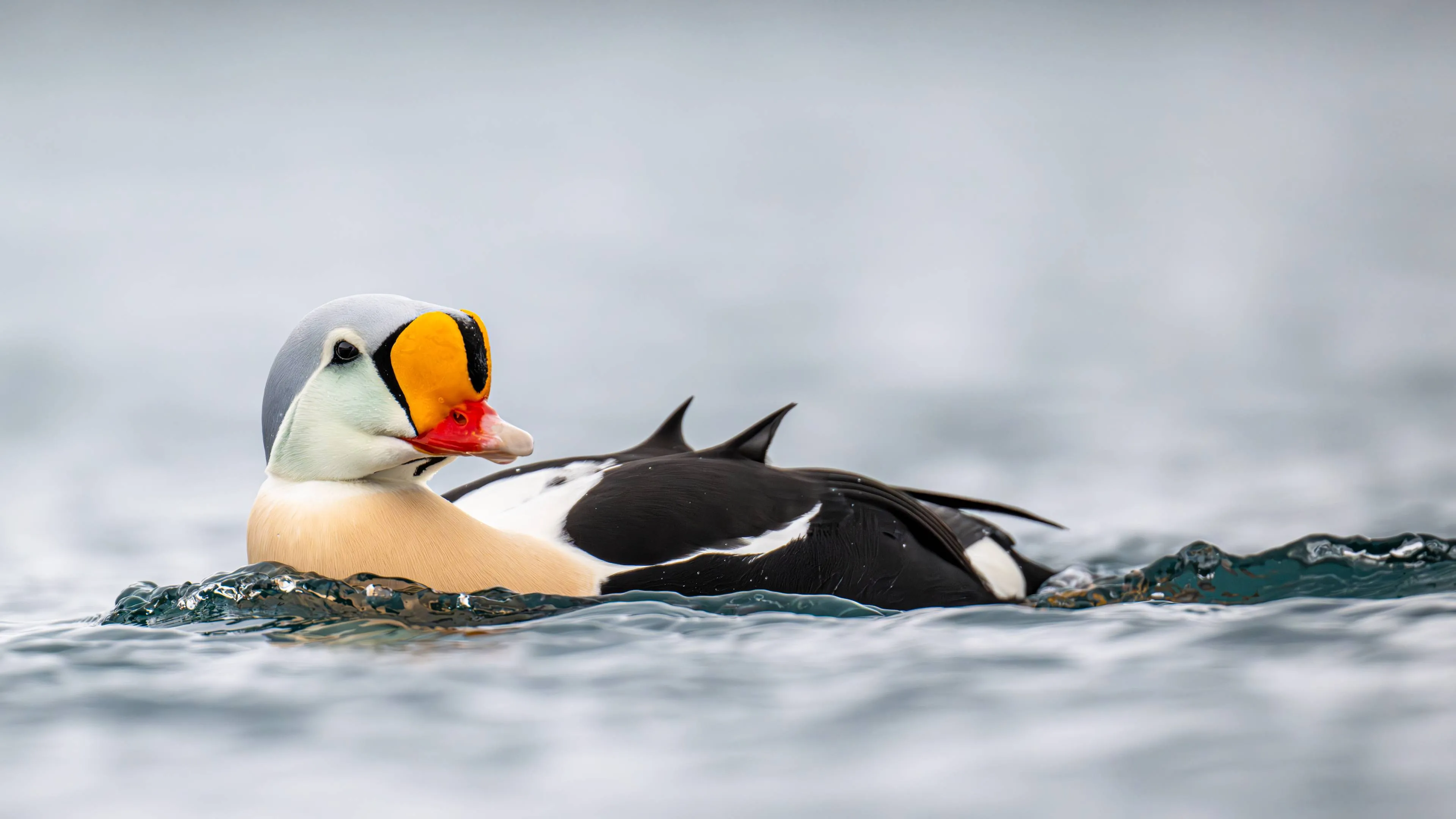 Uffelte MvdR- foto Maas van de Ruitenbeek
