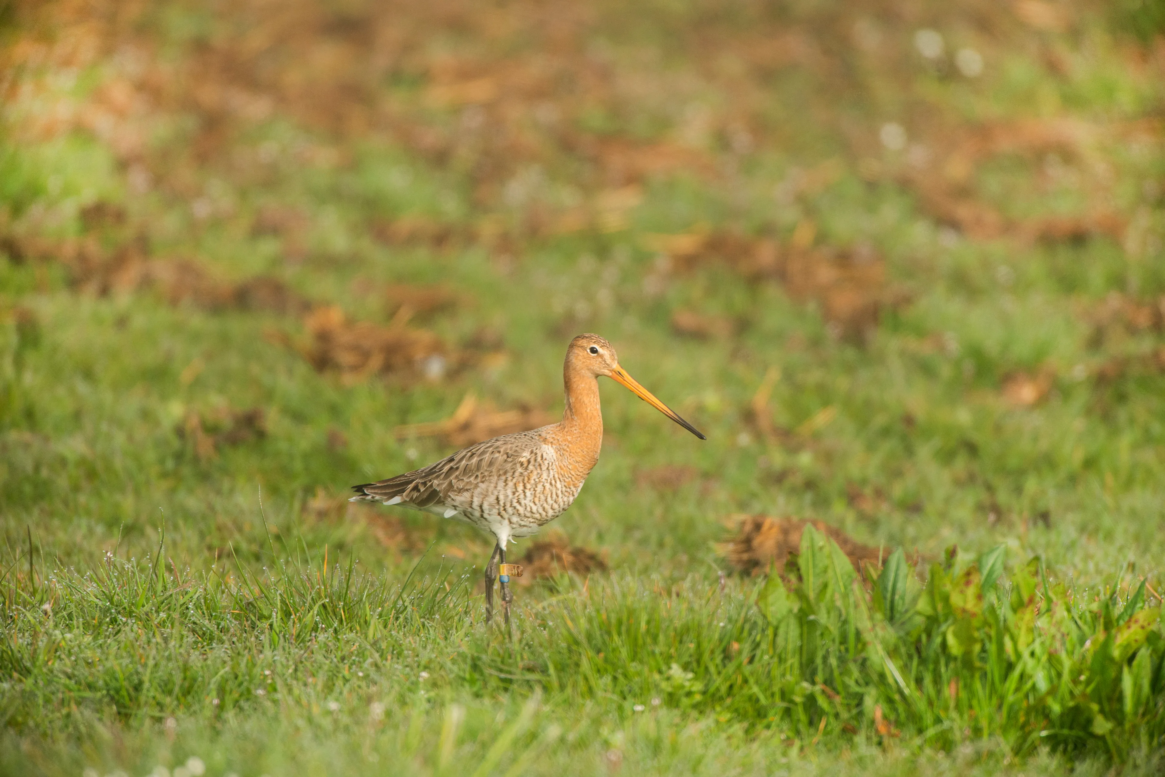065 lv weidevogels