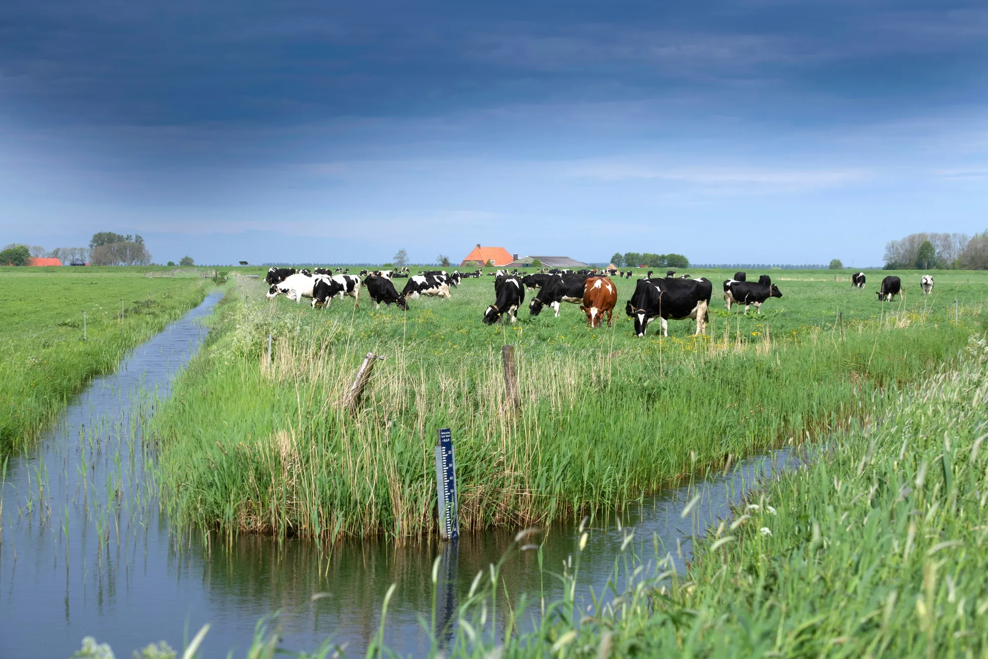 240507 omslagfoto rapport veenweide bron marcus pasveer