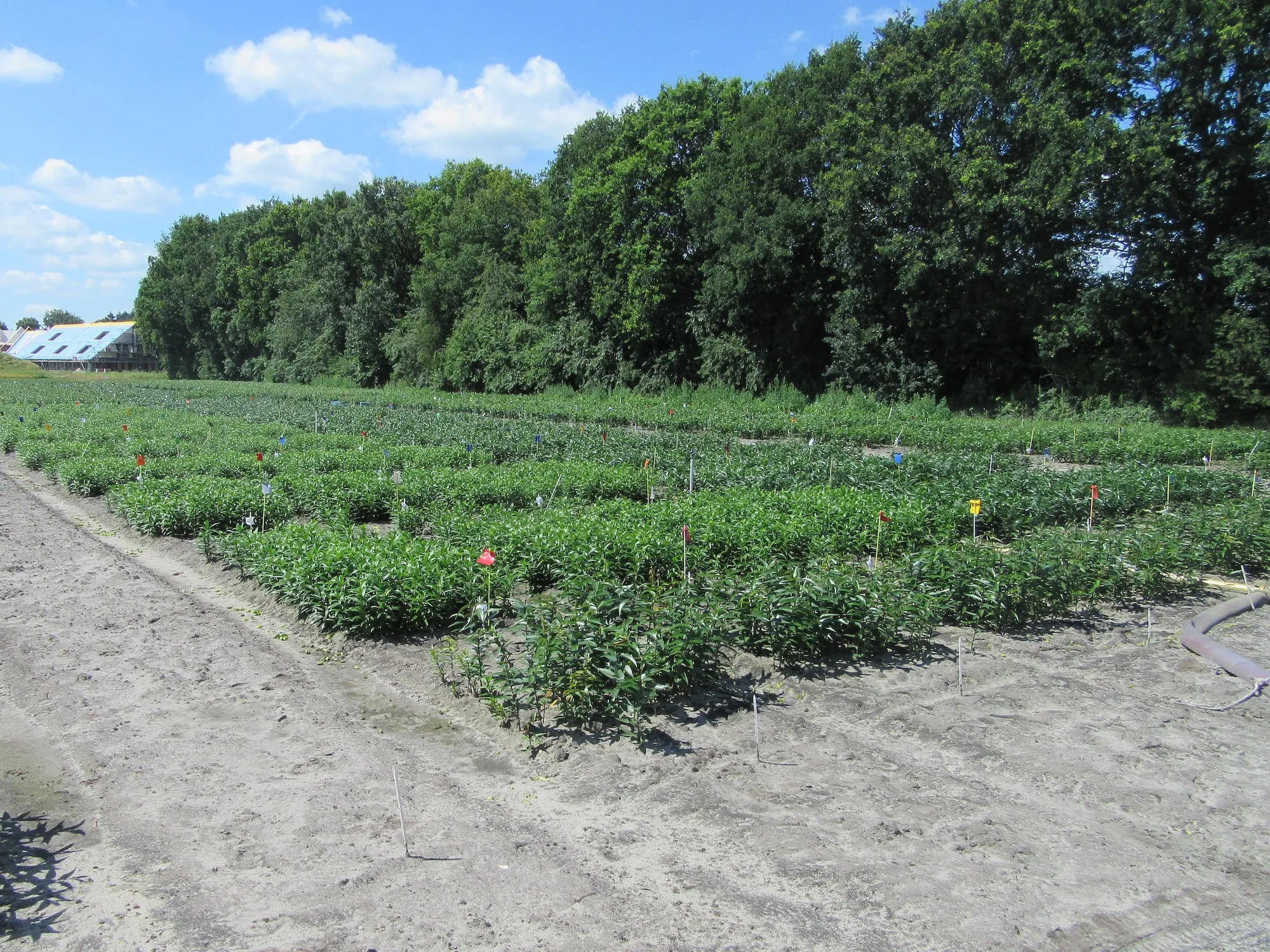 proefveld rol 2020