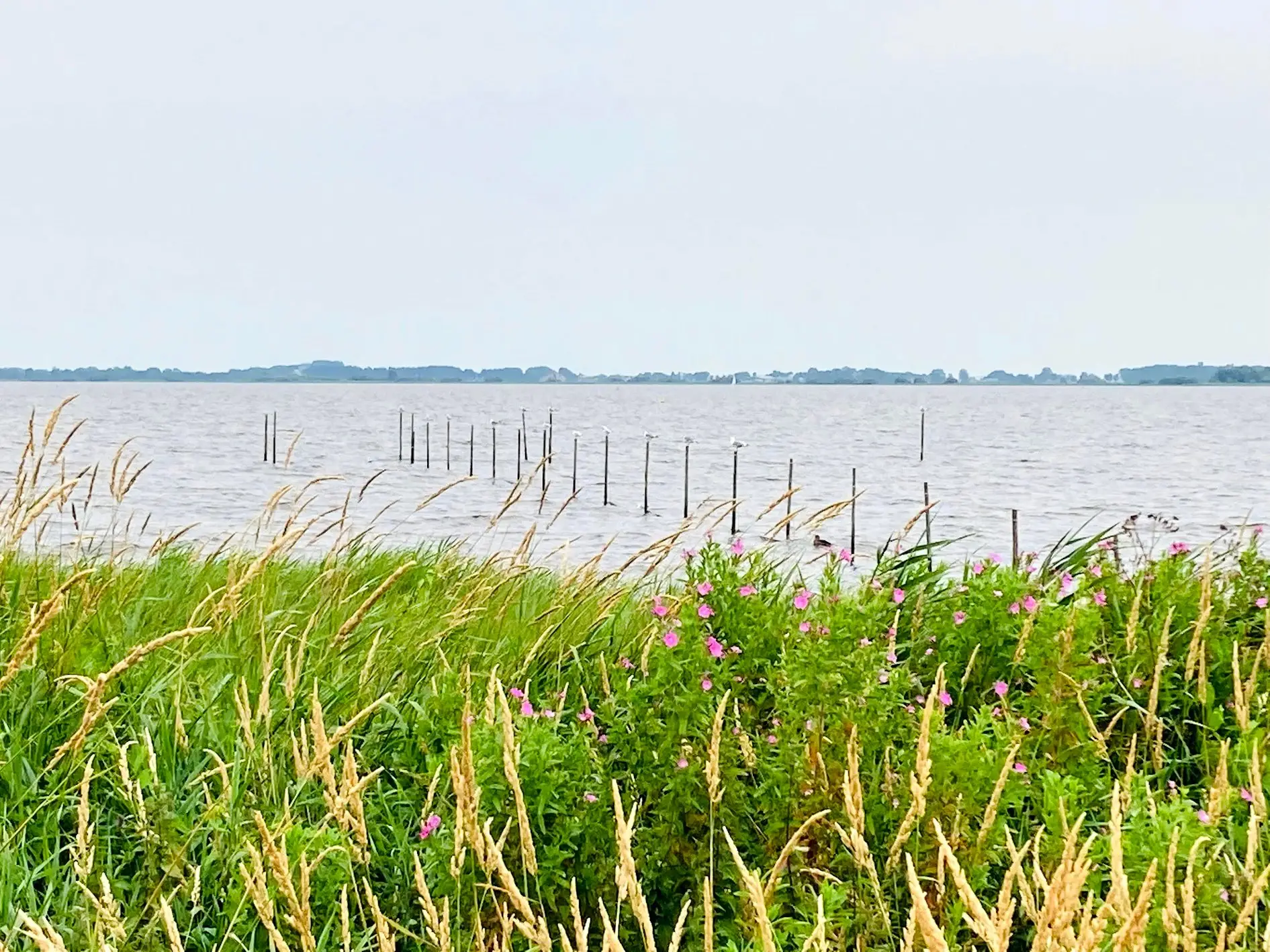 slotermeer img 6310
