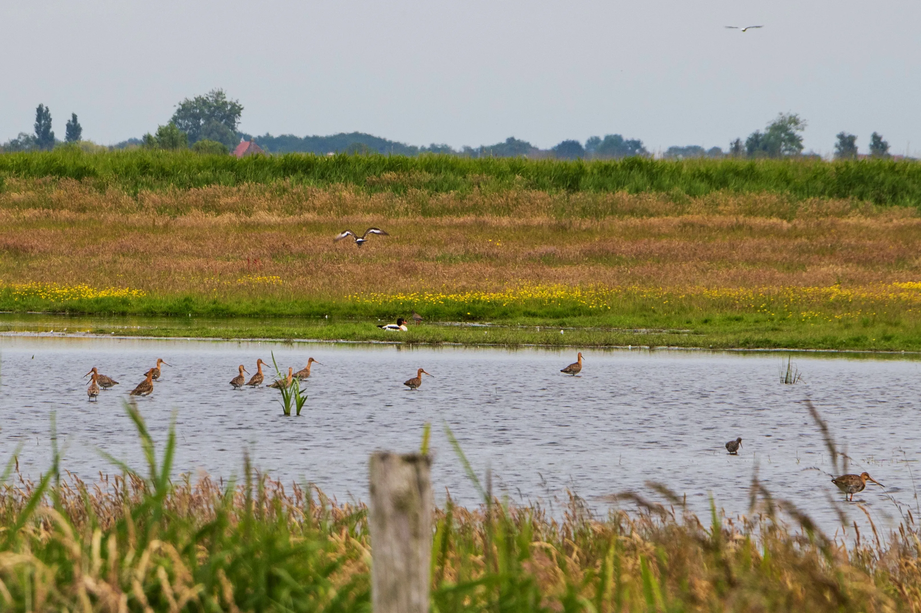 weidevogels