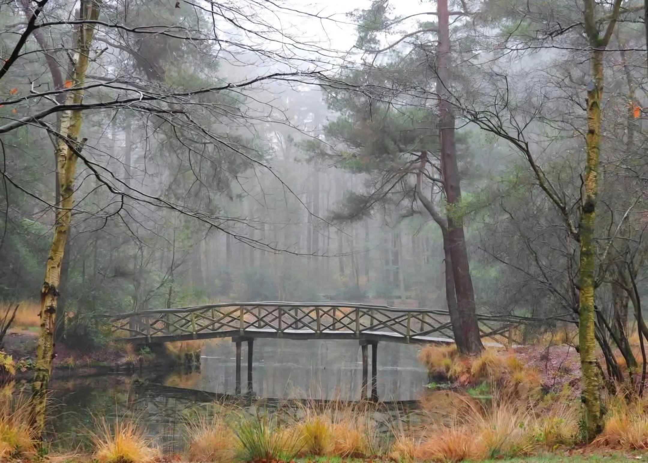 Bosvijver Elfbergen door Tanja Postma