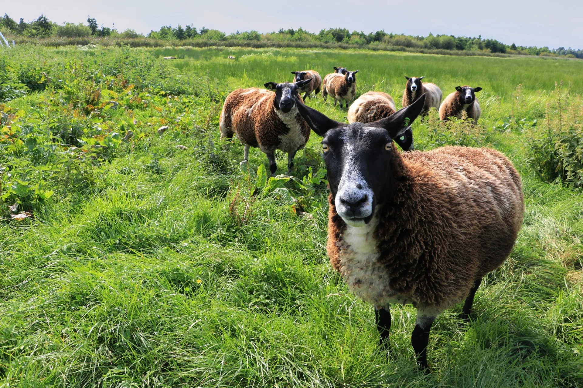 Schaap kijkt in camera