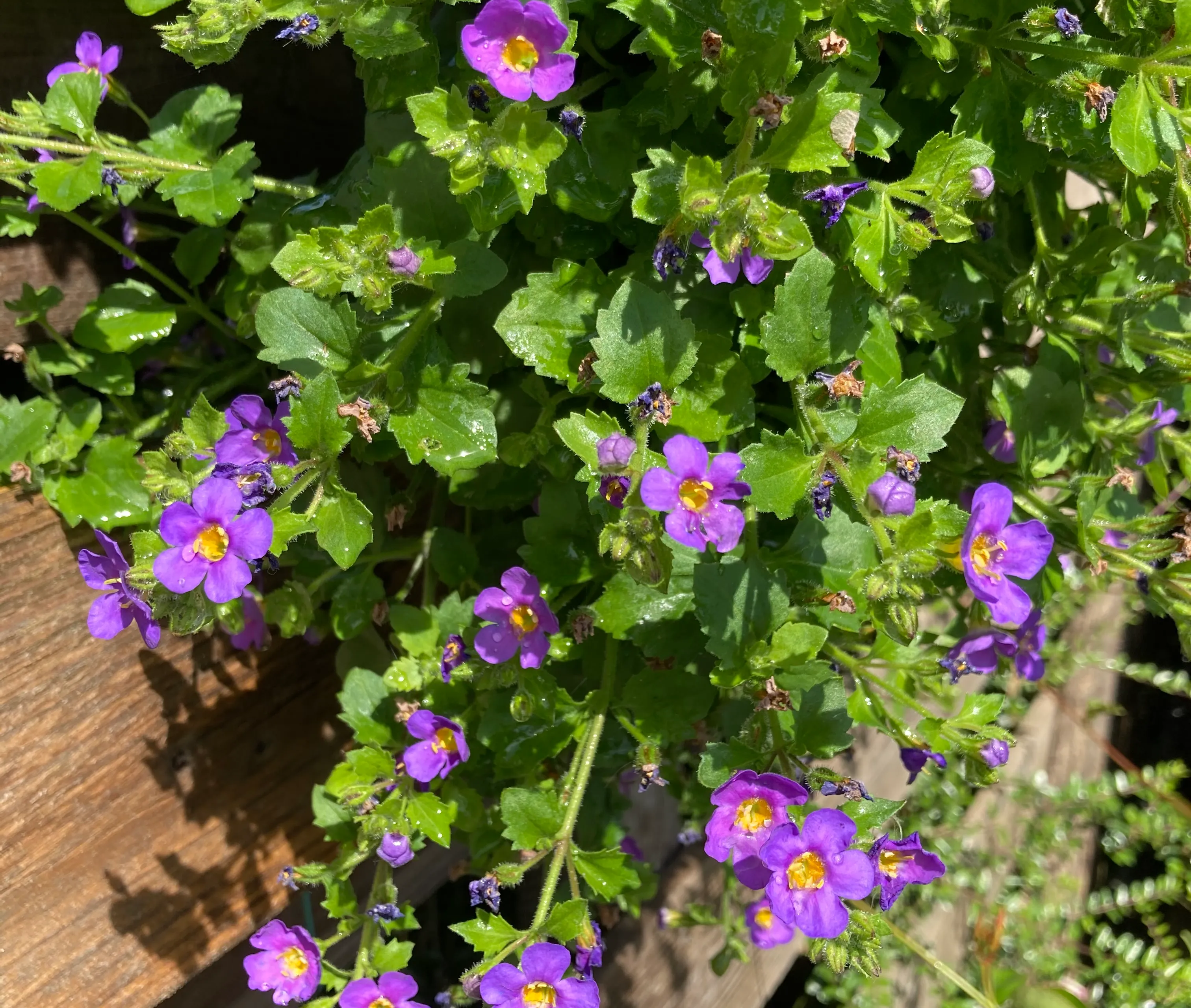 geveltuintje-bacopa-in-wanderella-img-1512