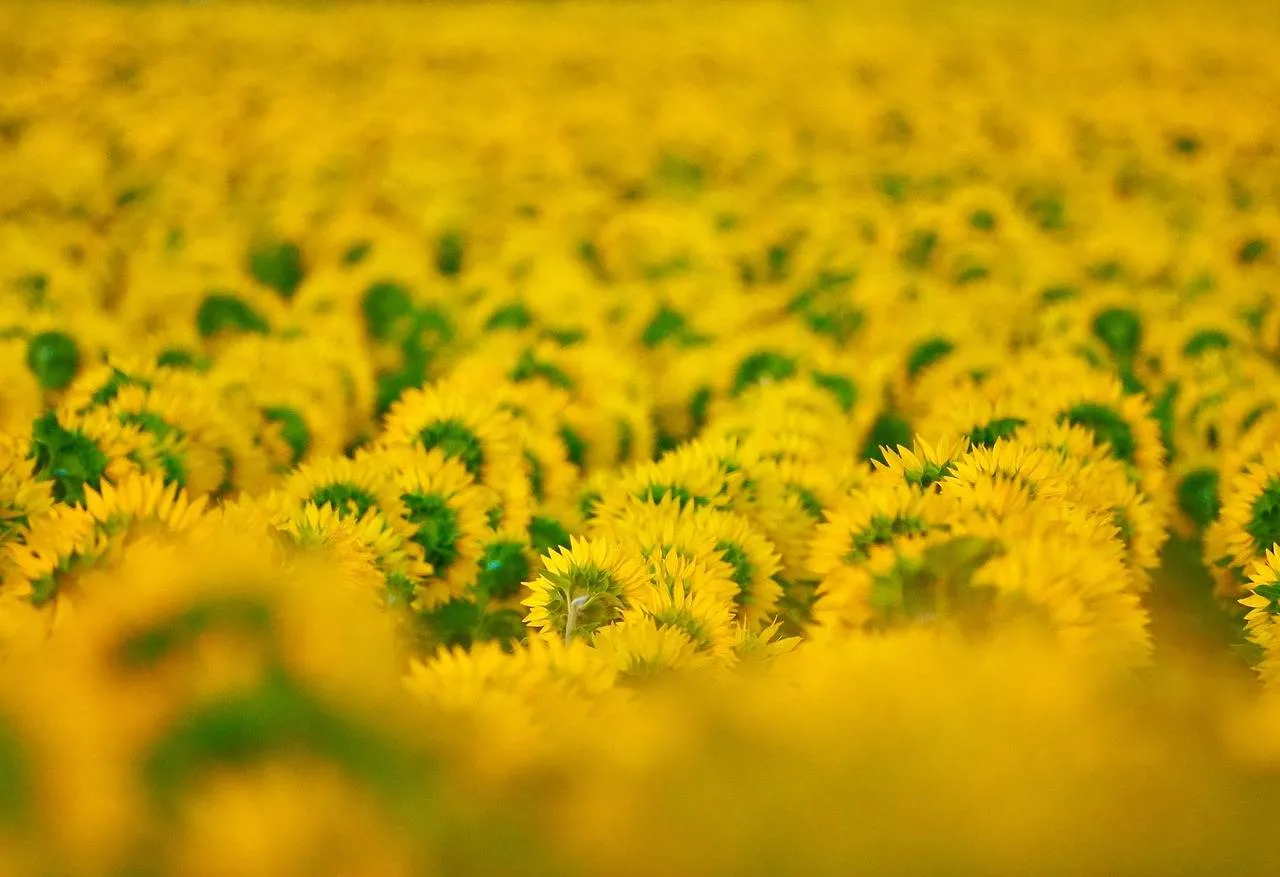 sunflowers 7706977 1280