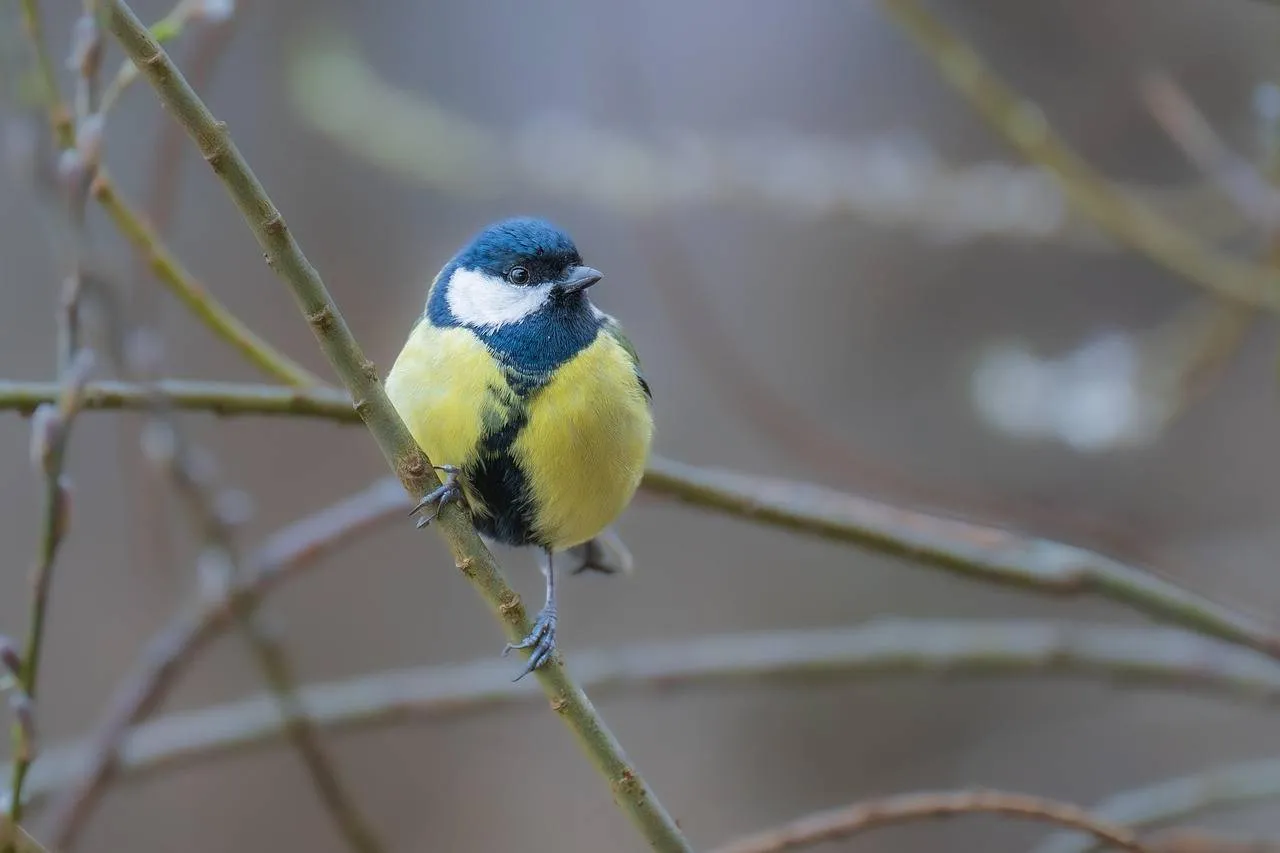 chiemseherin-great-tit-8620213_1280