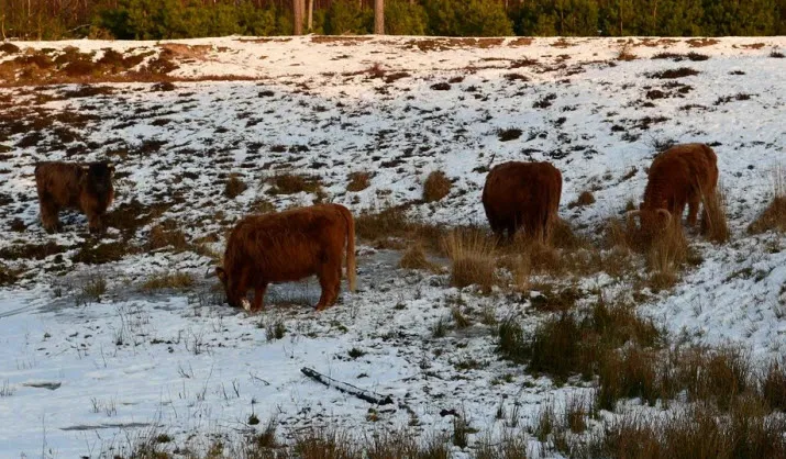 natuur