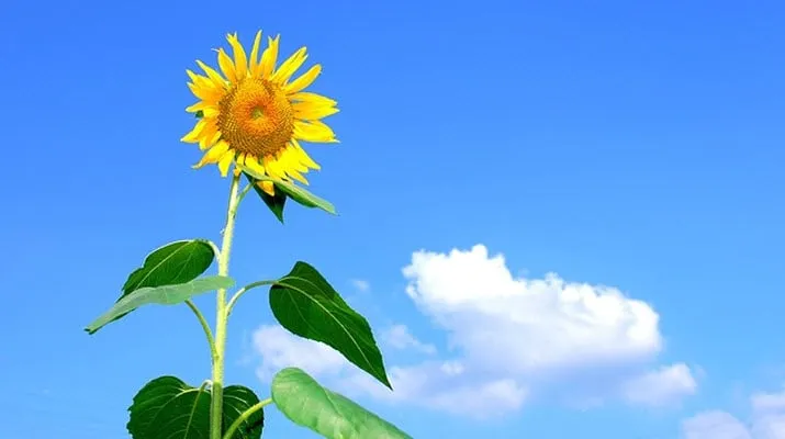 zonnebloem