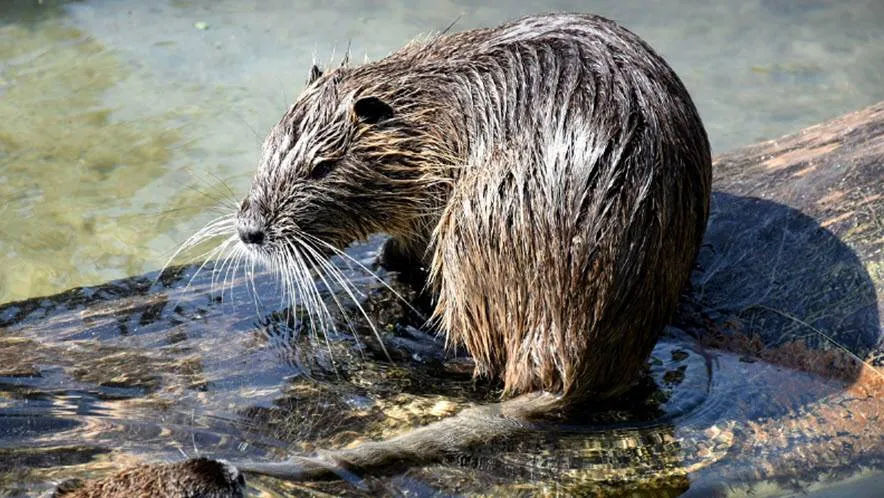 muskusrat25