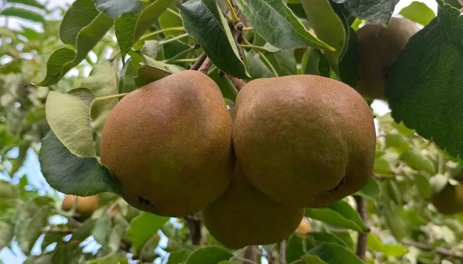 peren16091