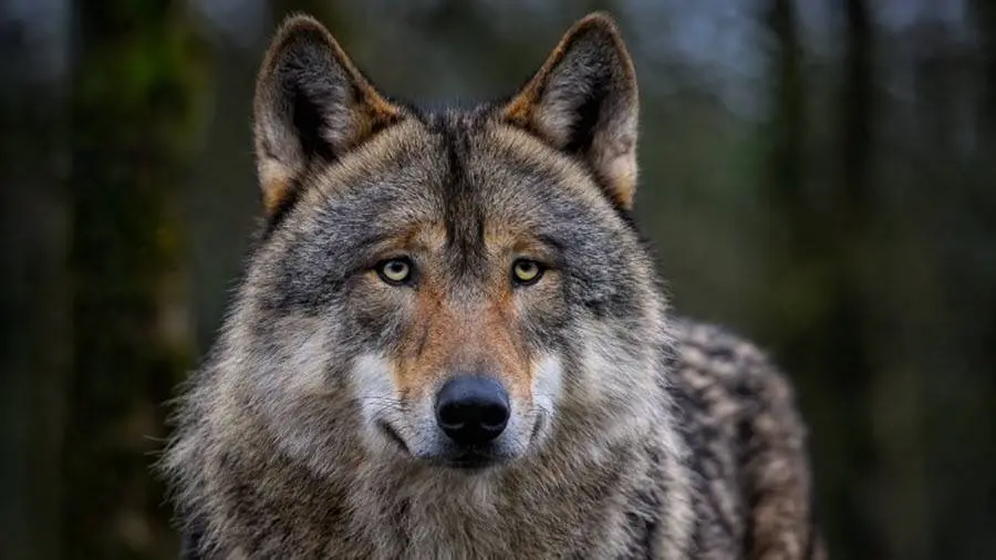 wolf