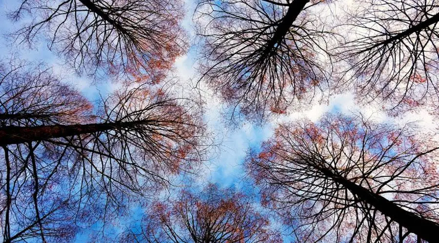 bomen26