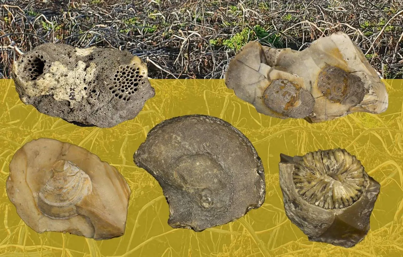 mart-krook-cover-boekje-vuursteenfossielen2