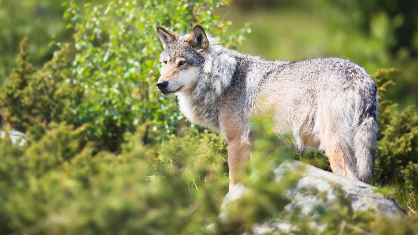 istock-Wolf-in-nature-2