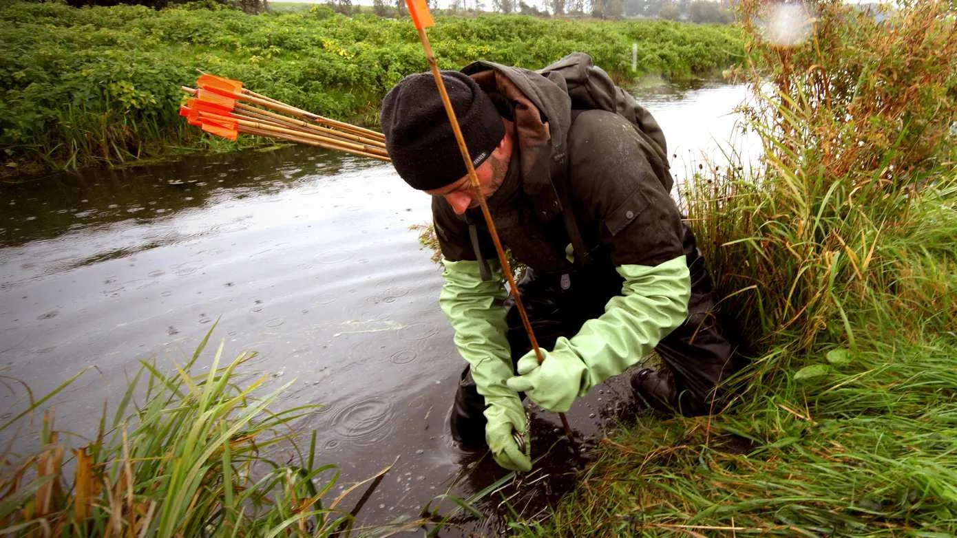 Muskusratten bestrijden 1