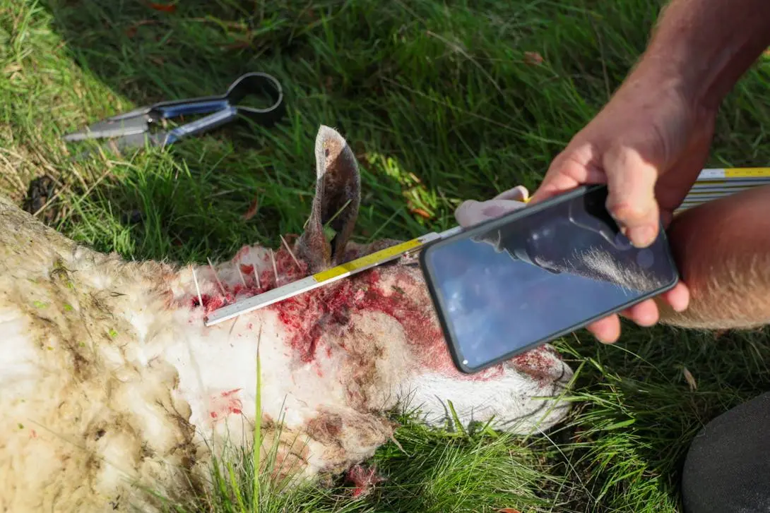 schaap