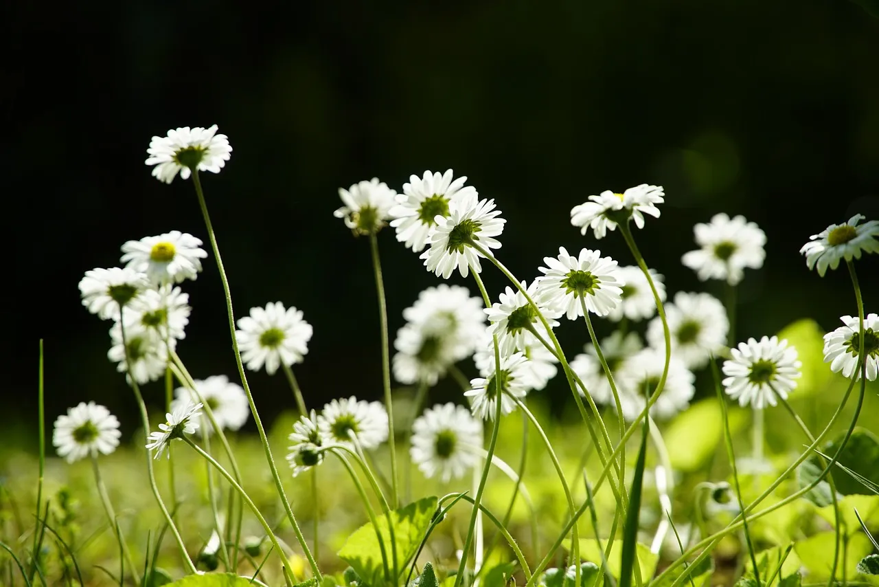 bellis perennis 6314969 1280