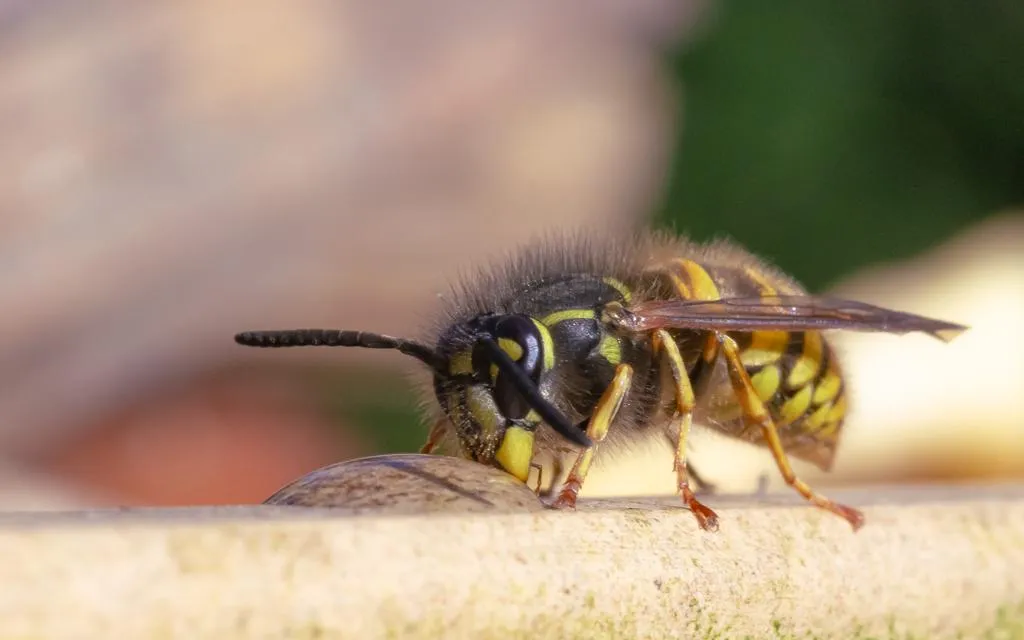 close-up-gewone-wesp-eric-mahieu
