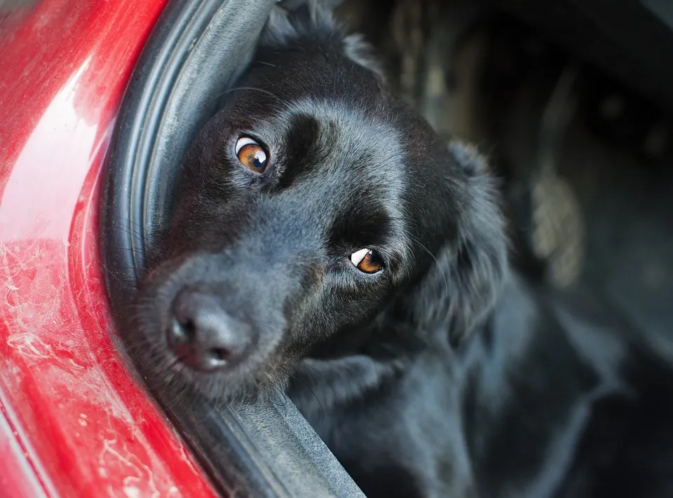 hond in auto zvuk pixabay