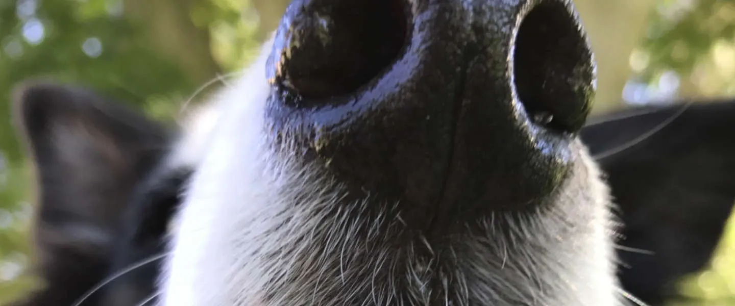 apple foto lessen online help