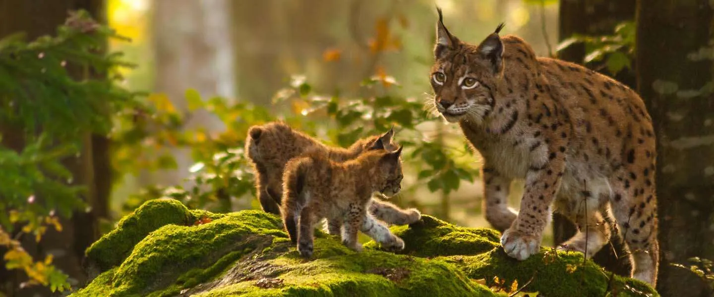 Blijdorp: Van dierentuin naar een icoon voor natuurherstel
