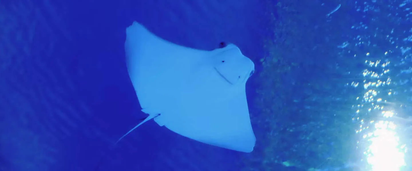 Blue Monday: de leukste tweets over de 'meest deprimerende dag'