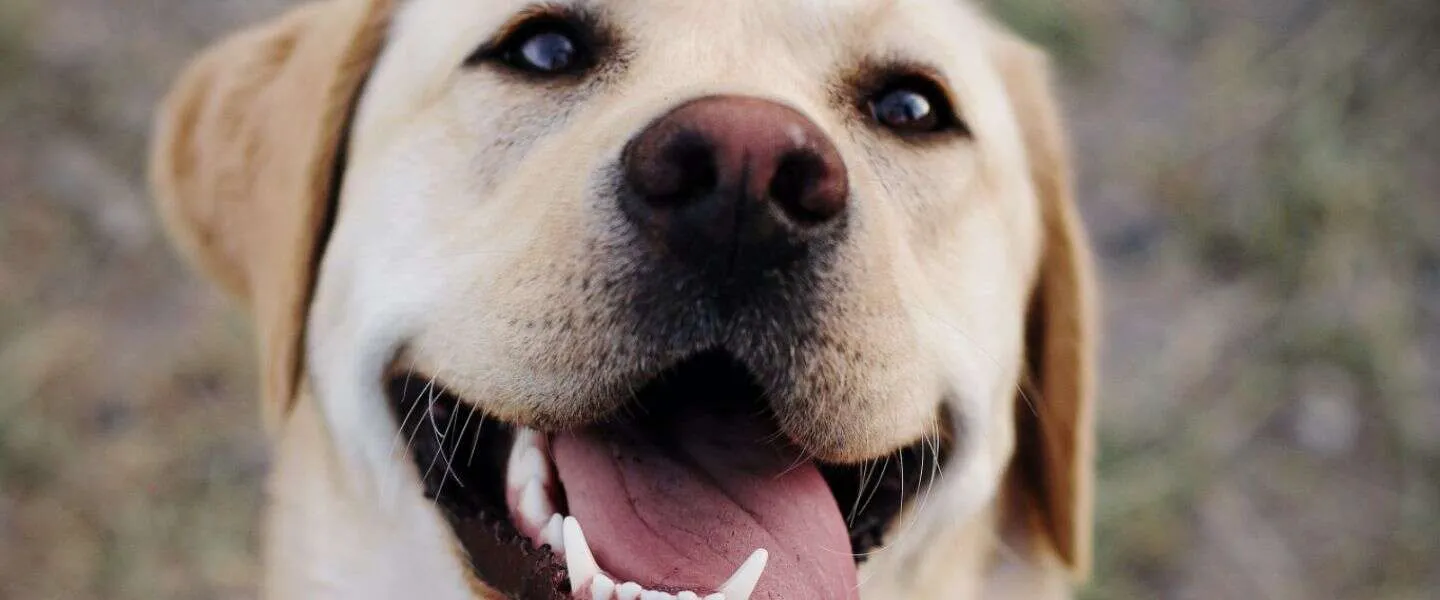 ​Het is Blue Monday: 24 dingen om je blij te maken